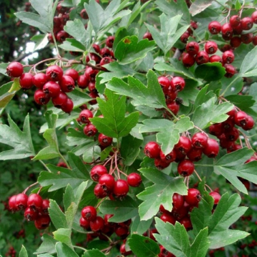 Боярышник однопестичный Боярышник однопестичный