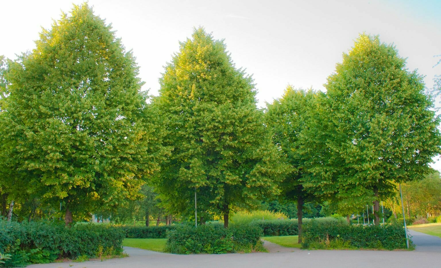 Липа сибирская