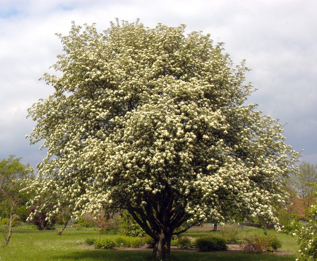 Рябина промежуточная