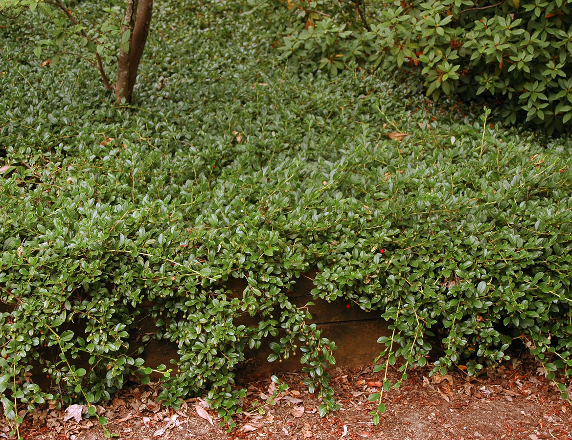 Кизильник пузырчатый