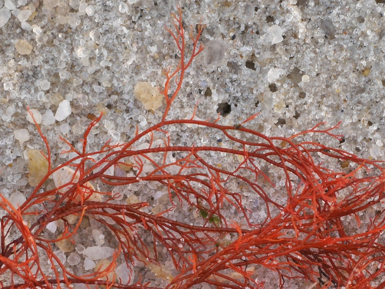 Бангия Бангия