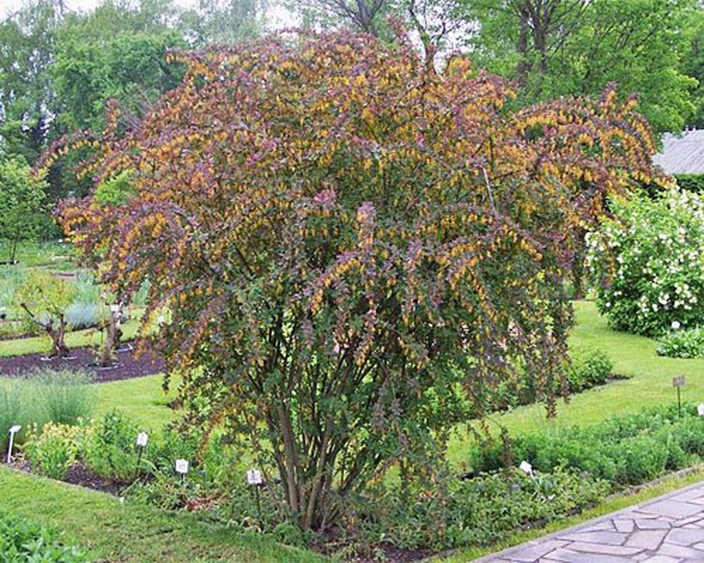 Барбарис колючий Барбарис колючий