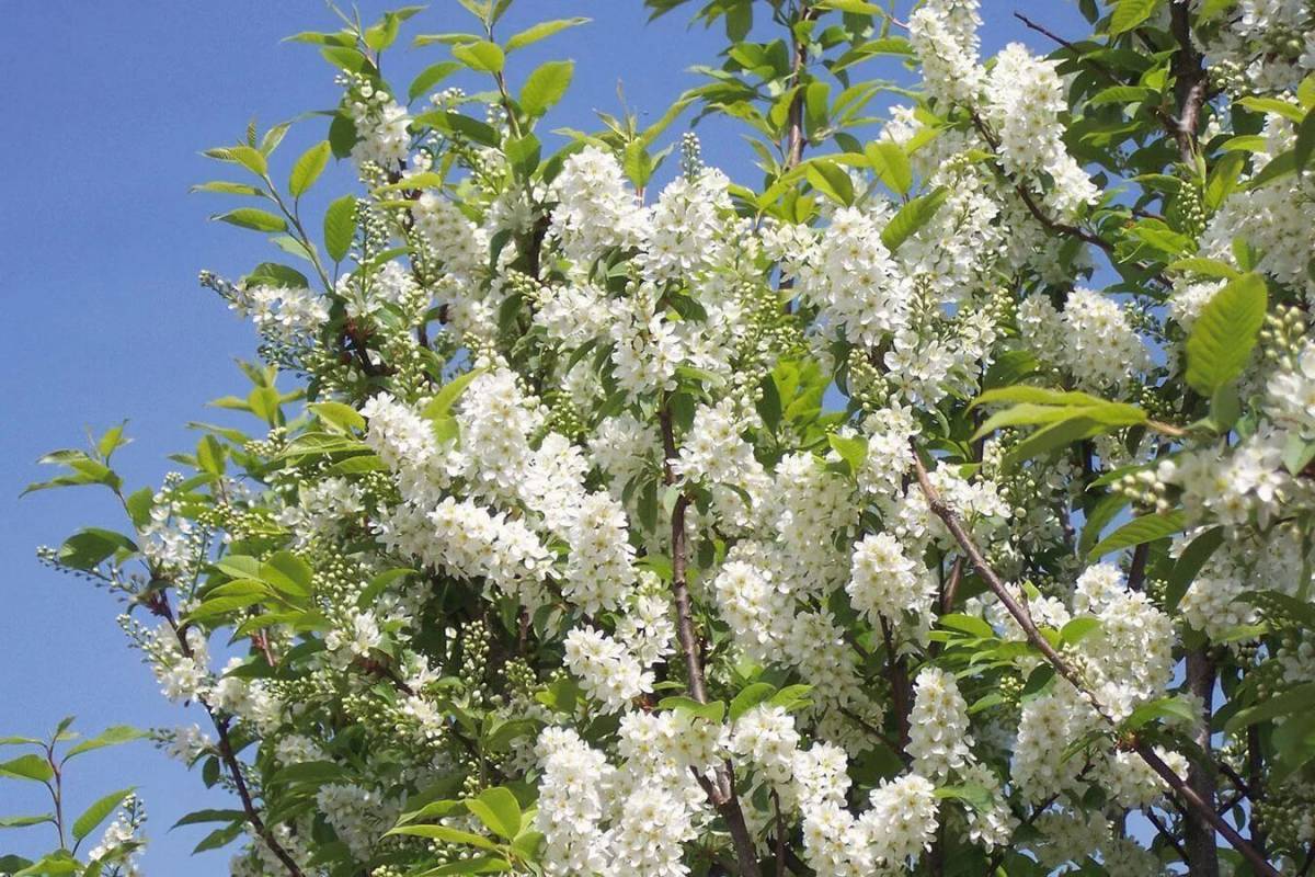 Черемуха сьори