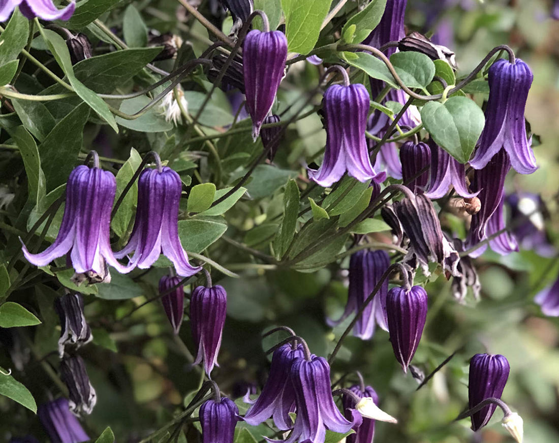 Клематис Интегрифолия