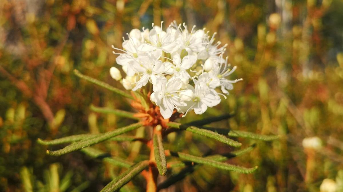Багульник крупнолистный