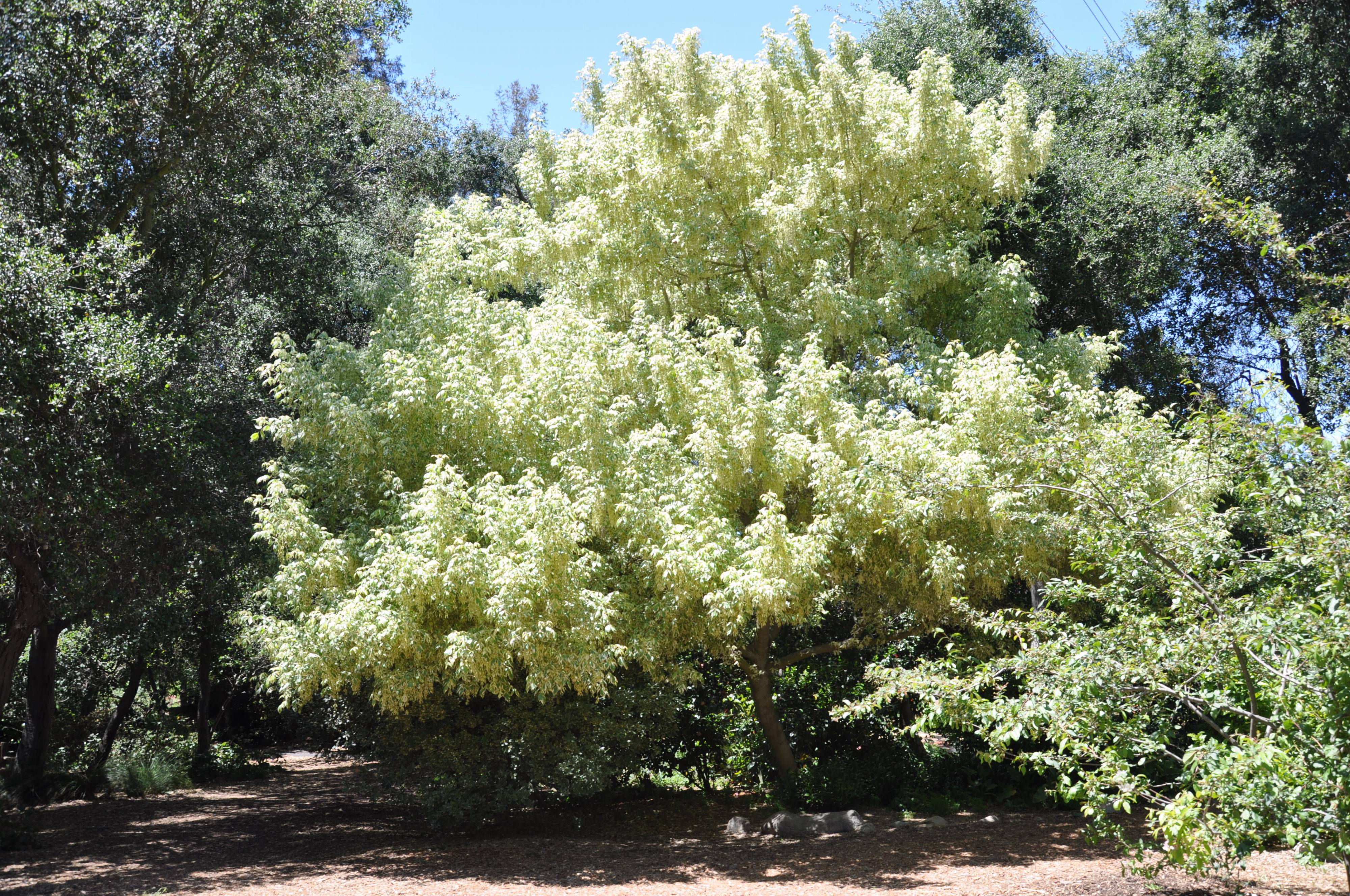 Клён ясенелистный