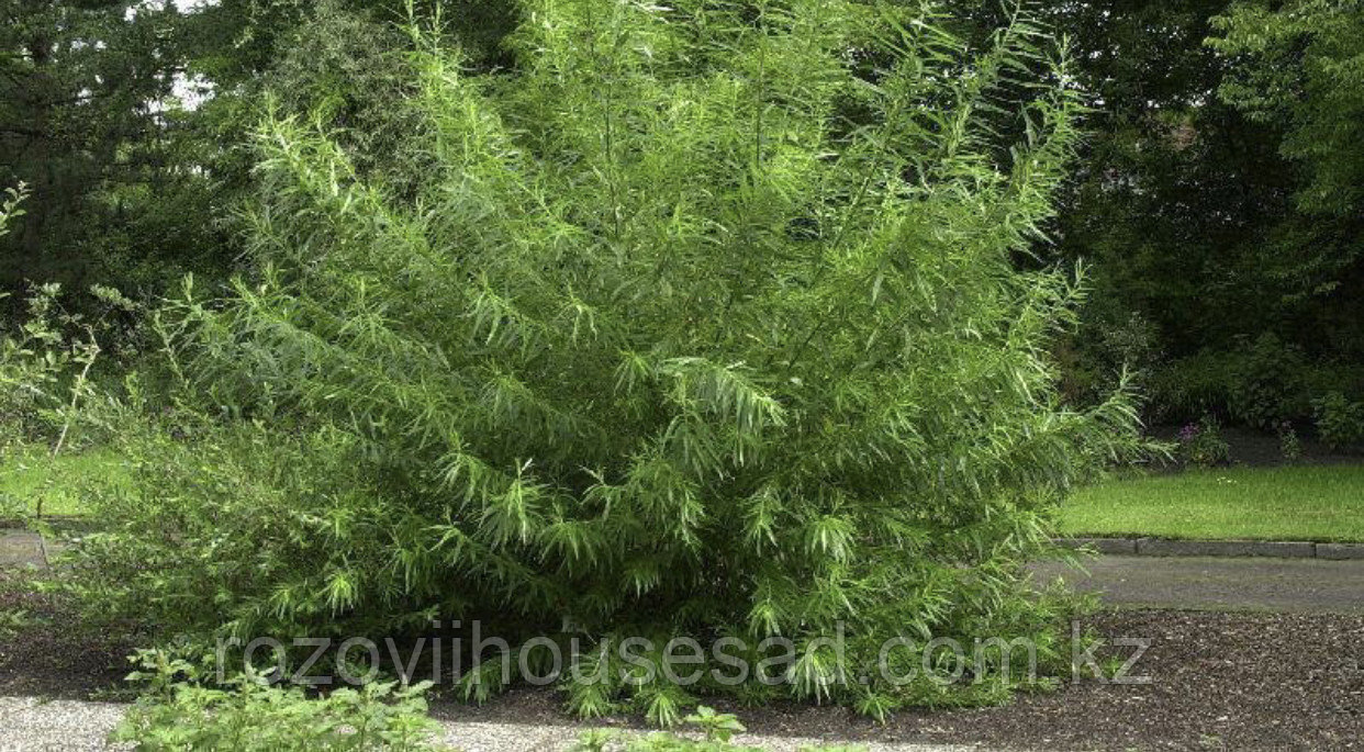 Ива корзиночная Ива корзиночная