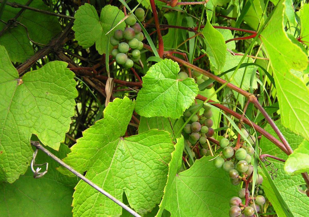 Виноград амурский