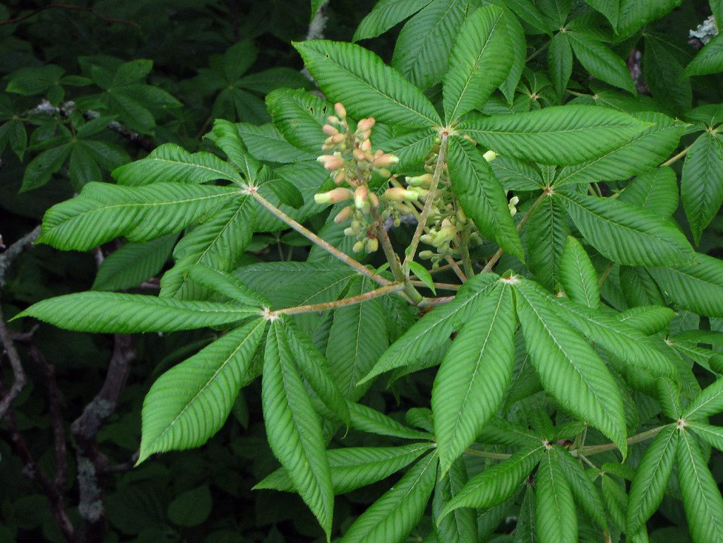 Каштан американский