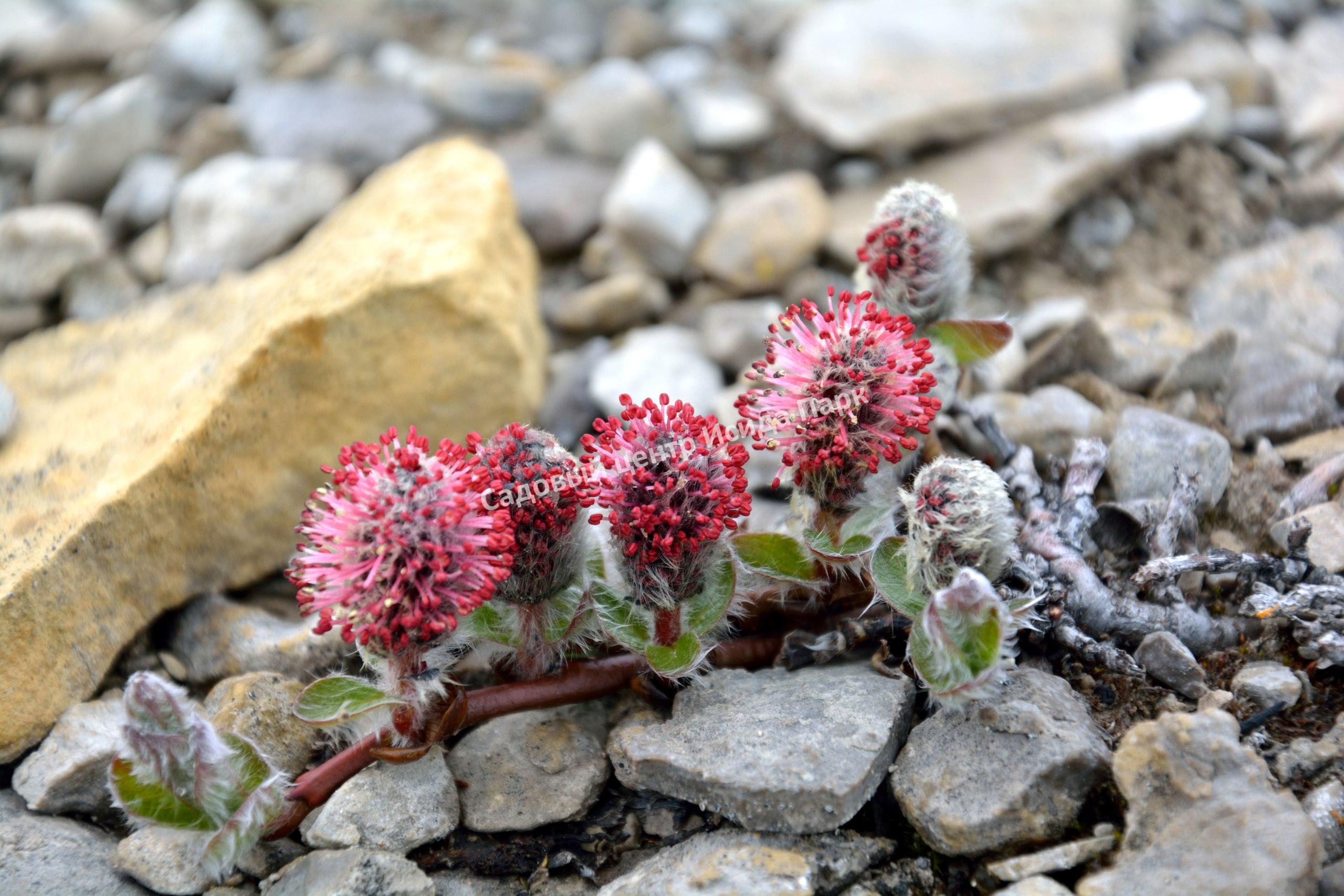 Ива полярная