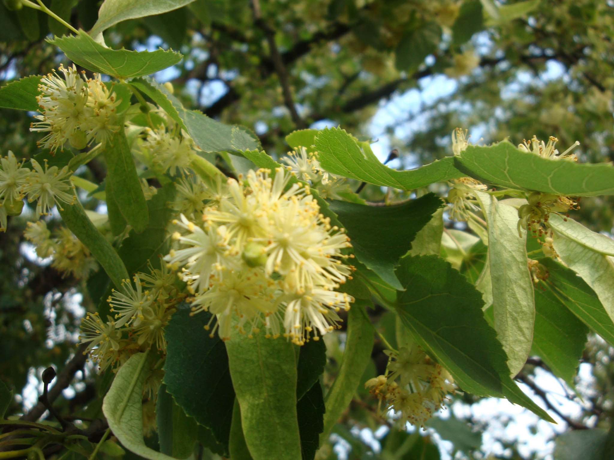 Липа американская