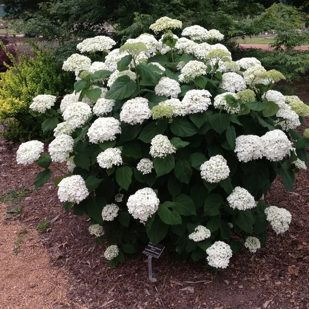 Гортензия древовидная