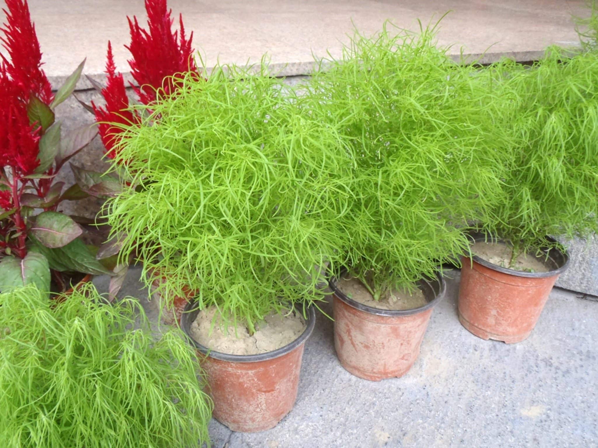 Бассия веничная Бассия веничная