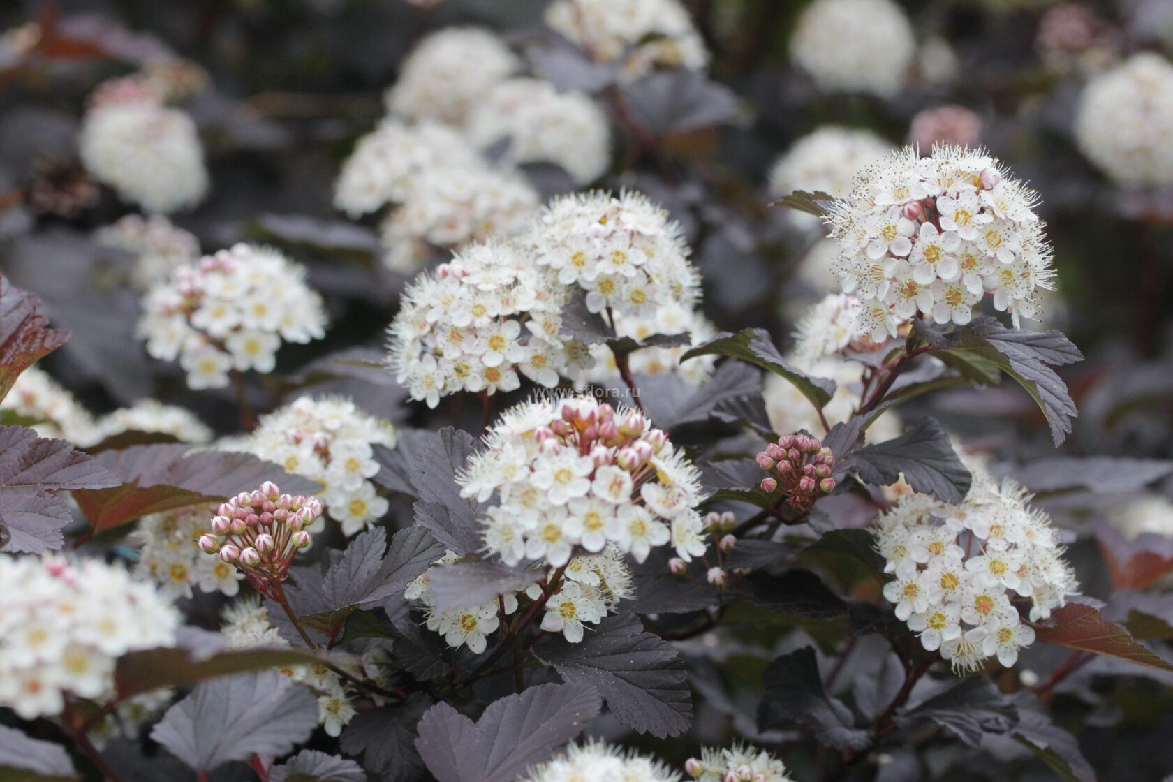 Пузыреплодник сизый