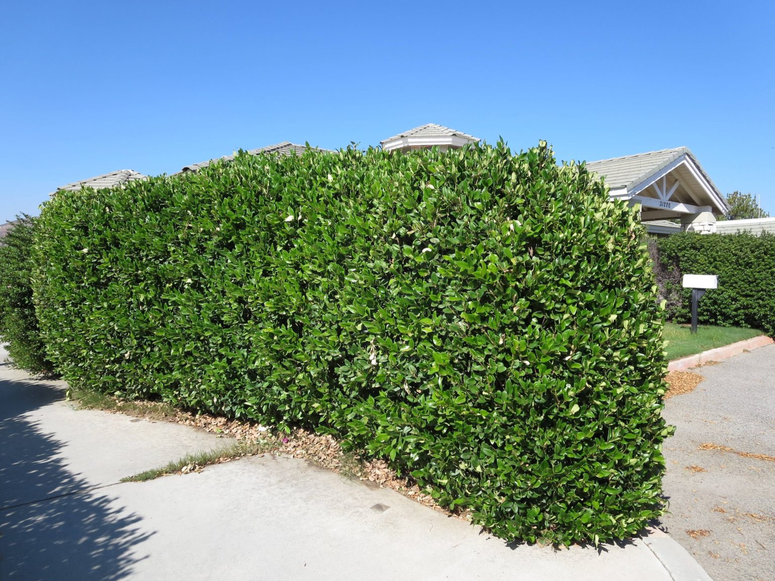 Бирючина китайская