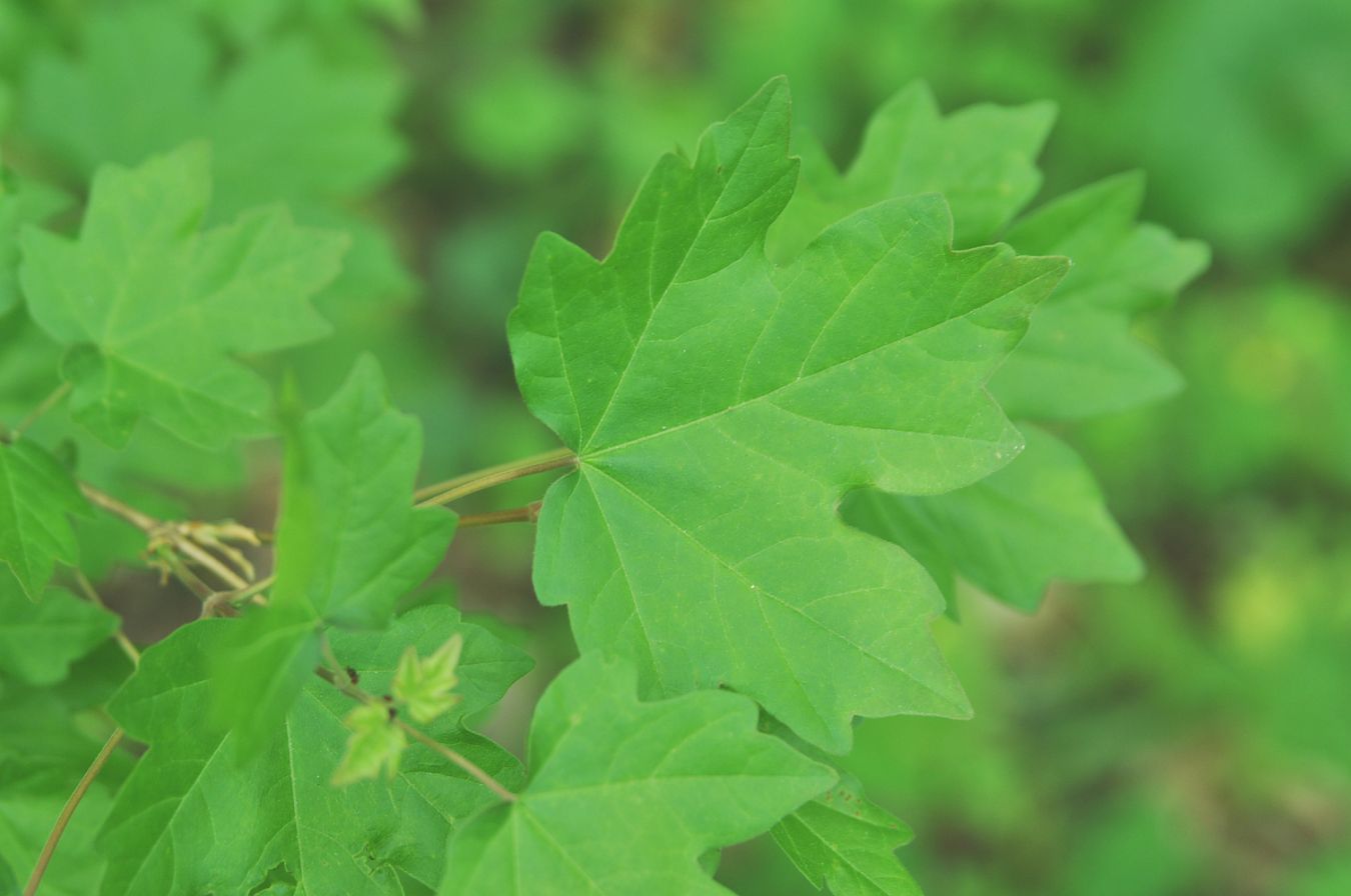 Клён полевой Клён полевой