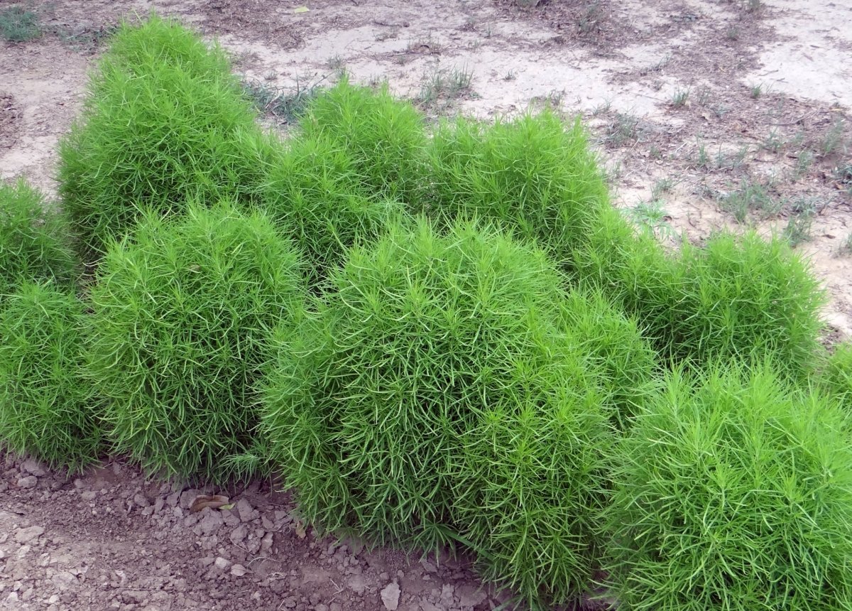 Бассия веничная Бассия веничная