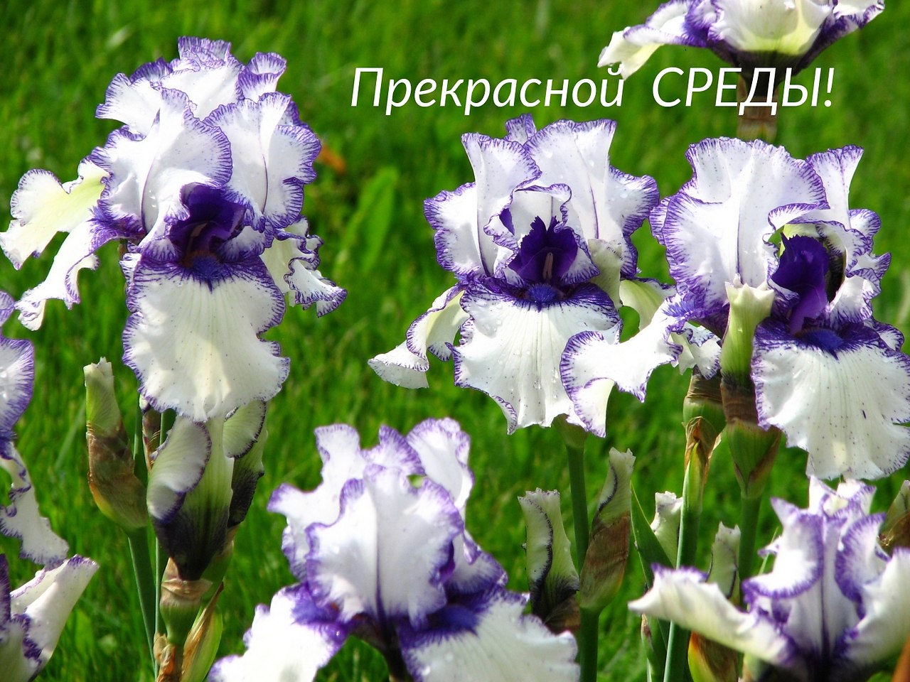 Ирис