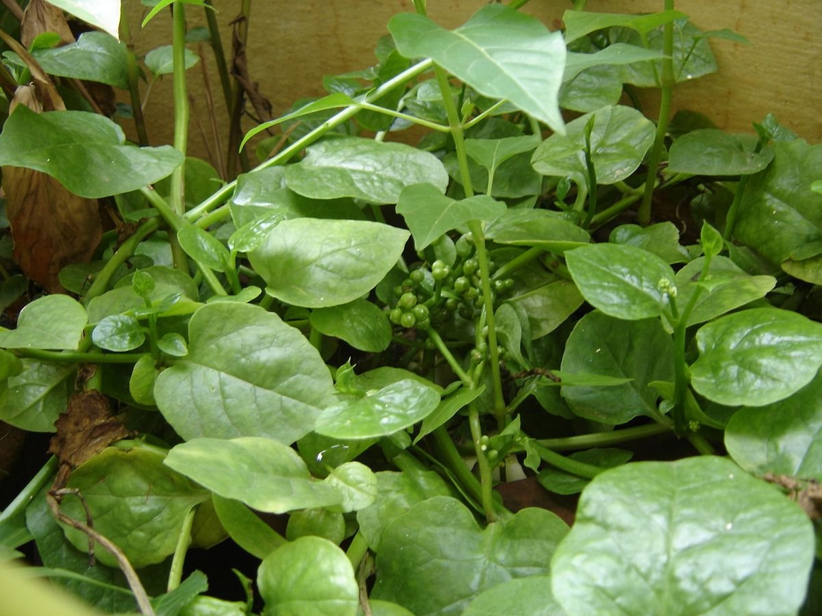 Базелла Базелла