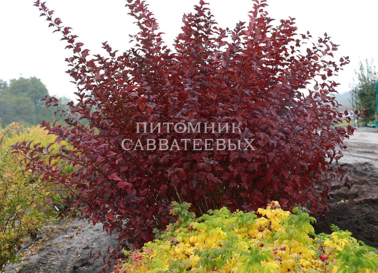 Пузыреплодник сизый