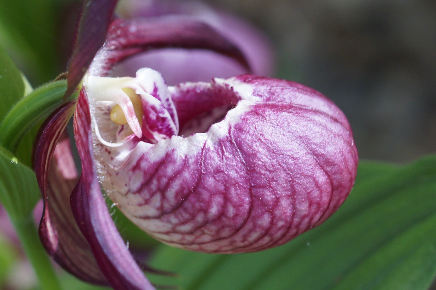 Башмачок капельный