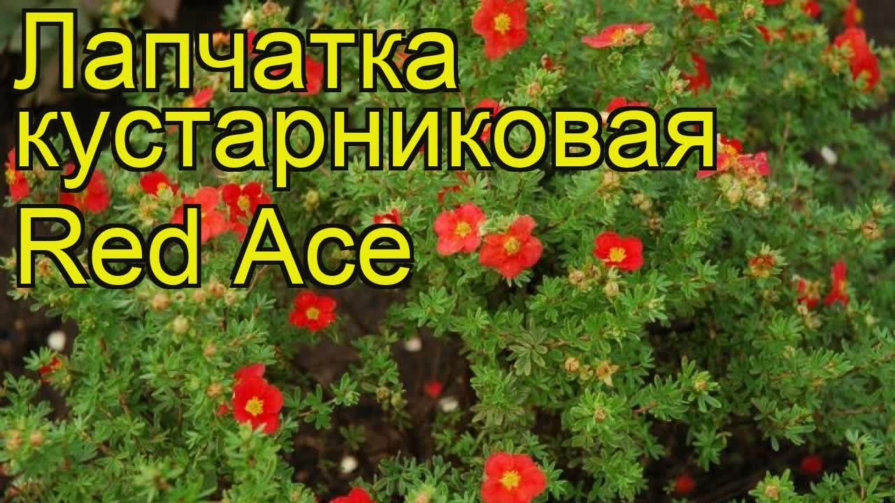 Лапчатка кустарниковая