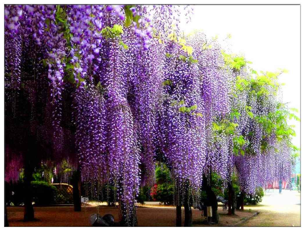 Глициния китайская Глициния китайская