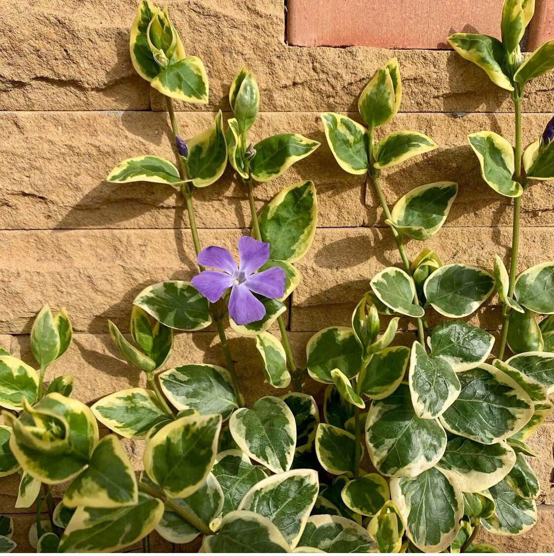 Барвинок большой