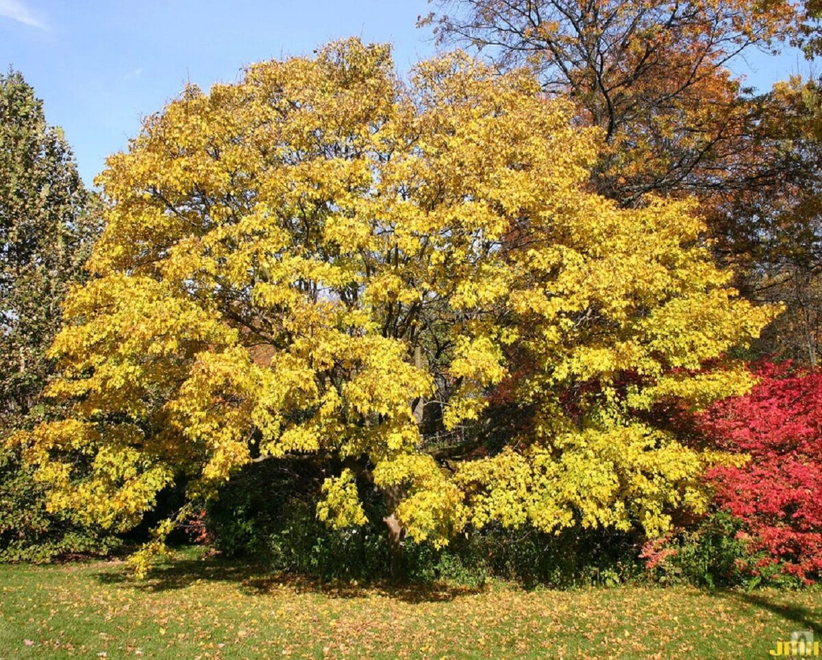 Клён полевой Клён полевой