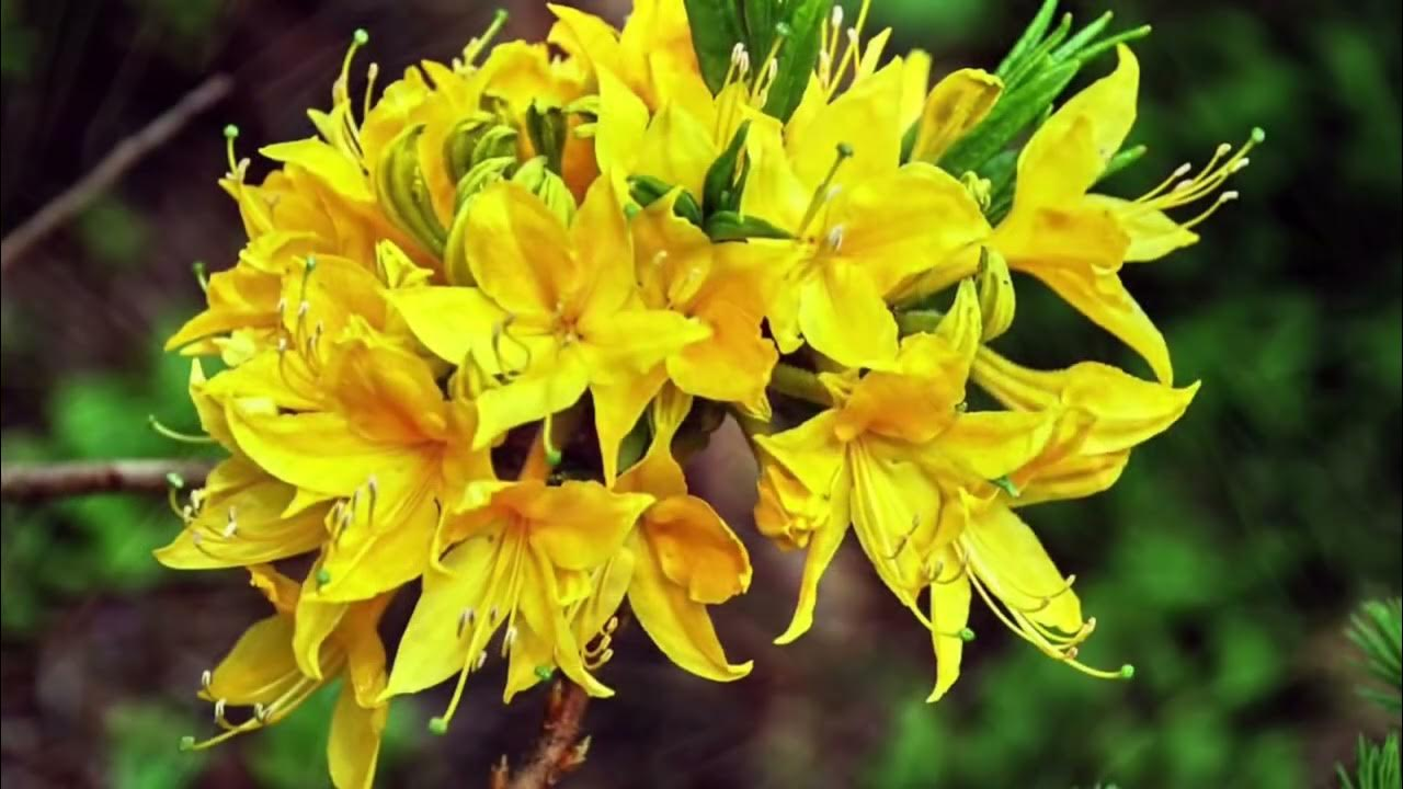 Рододендрон желтый Рододендрон желтый