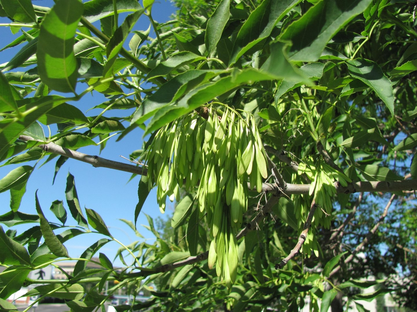 Ясень остроплодный