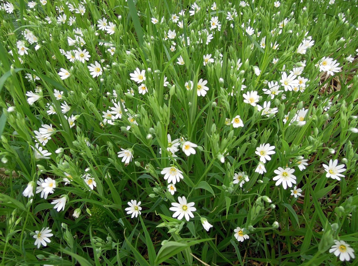 Бахромчатолепестник лучистый