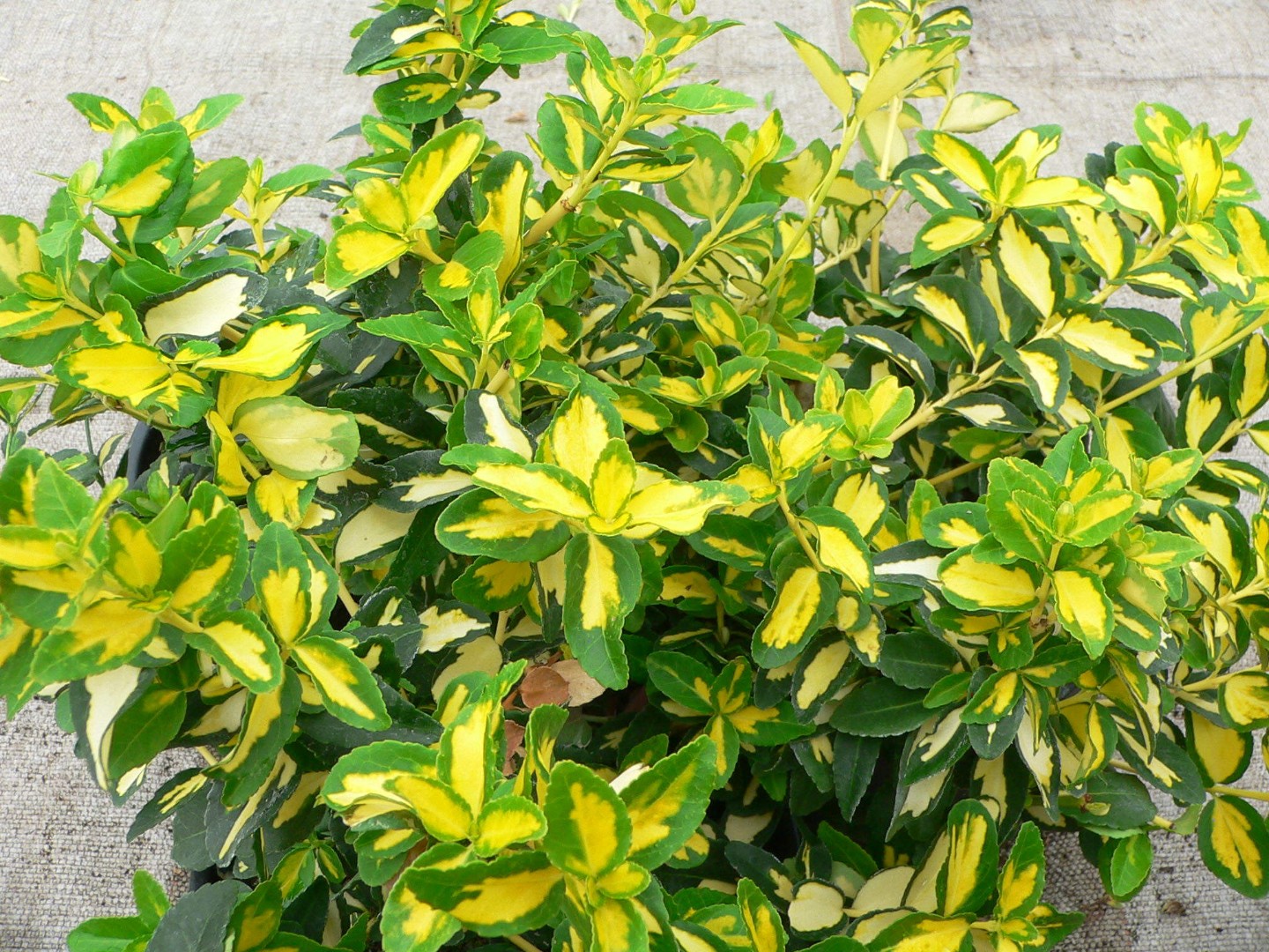 Бересклет Форчуна