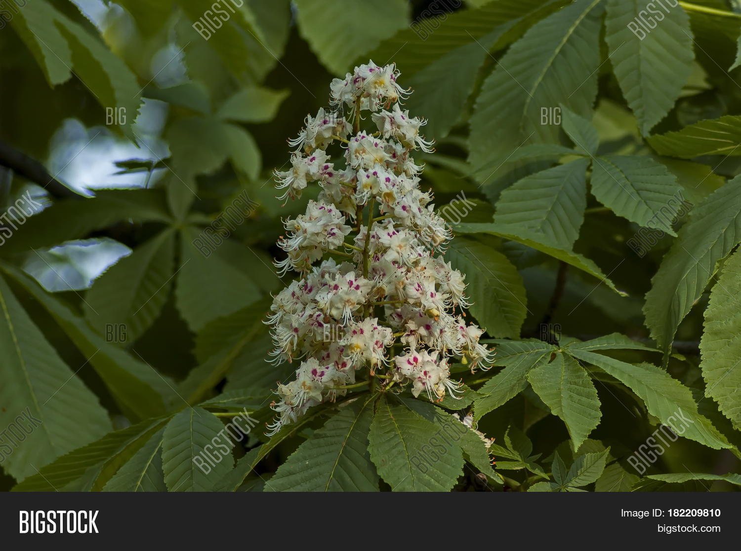 Каштан Сегю