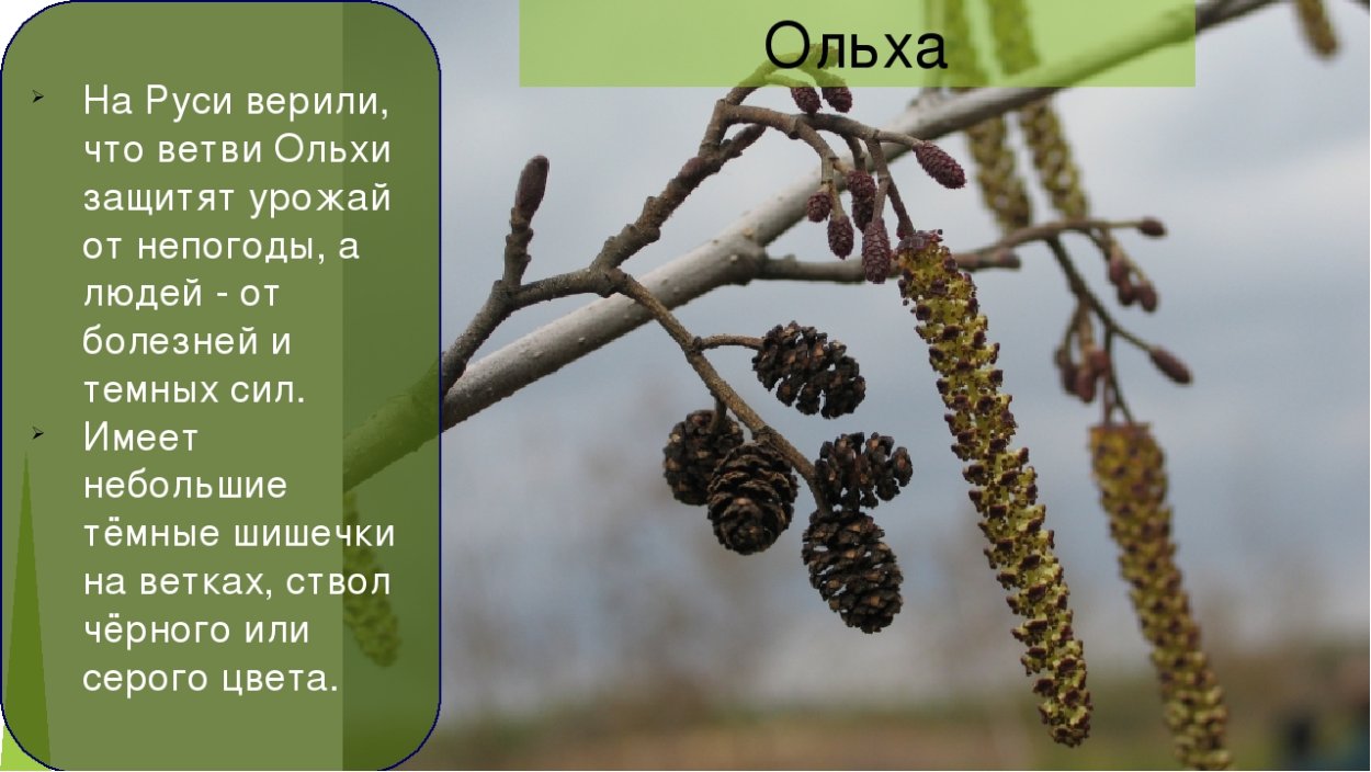 Ольха японская