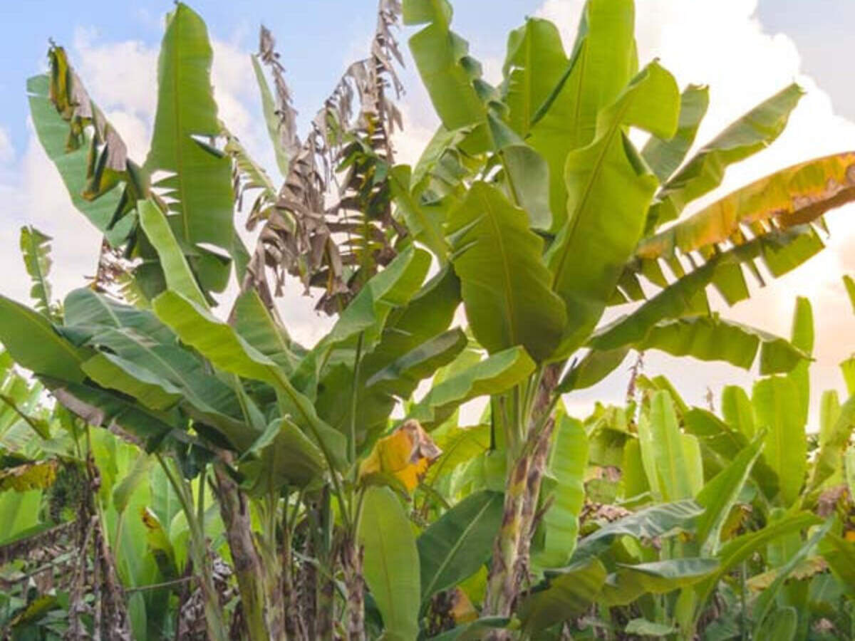 Банан дарджилингский