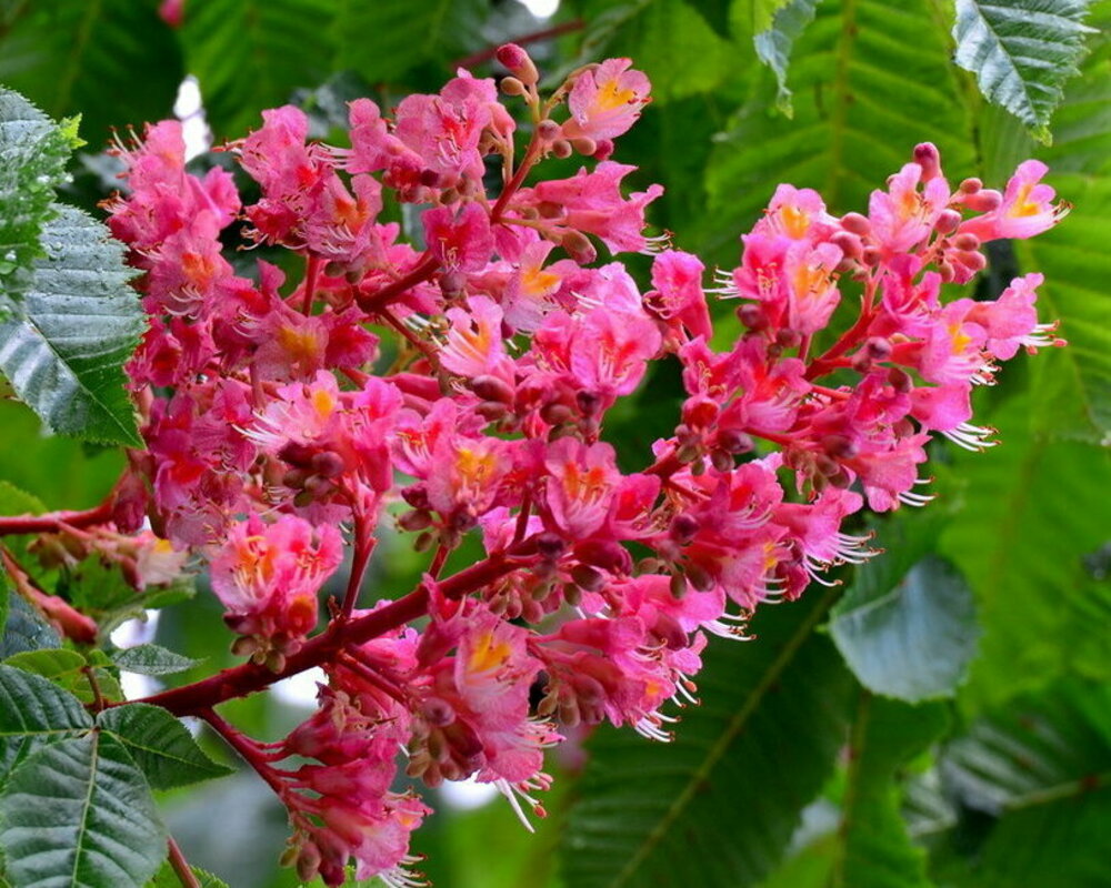 Каштан конский красный Каштан конский красный