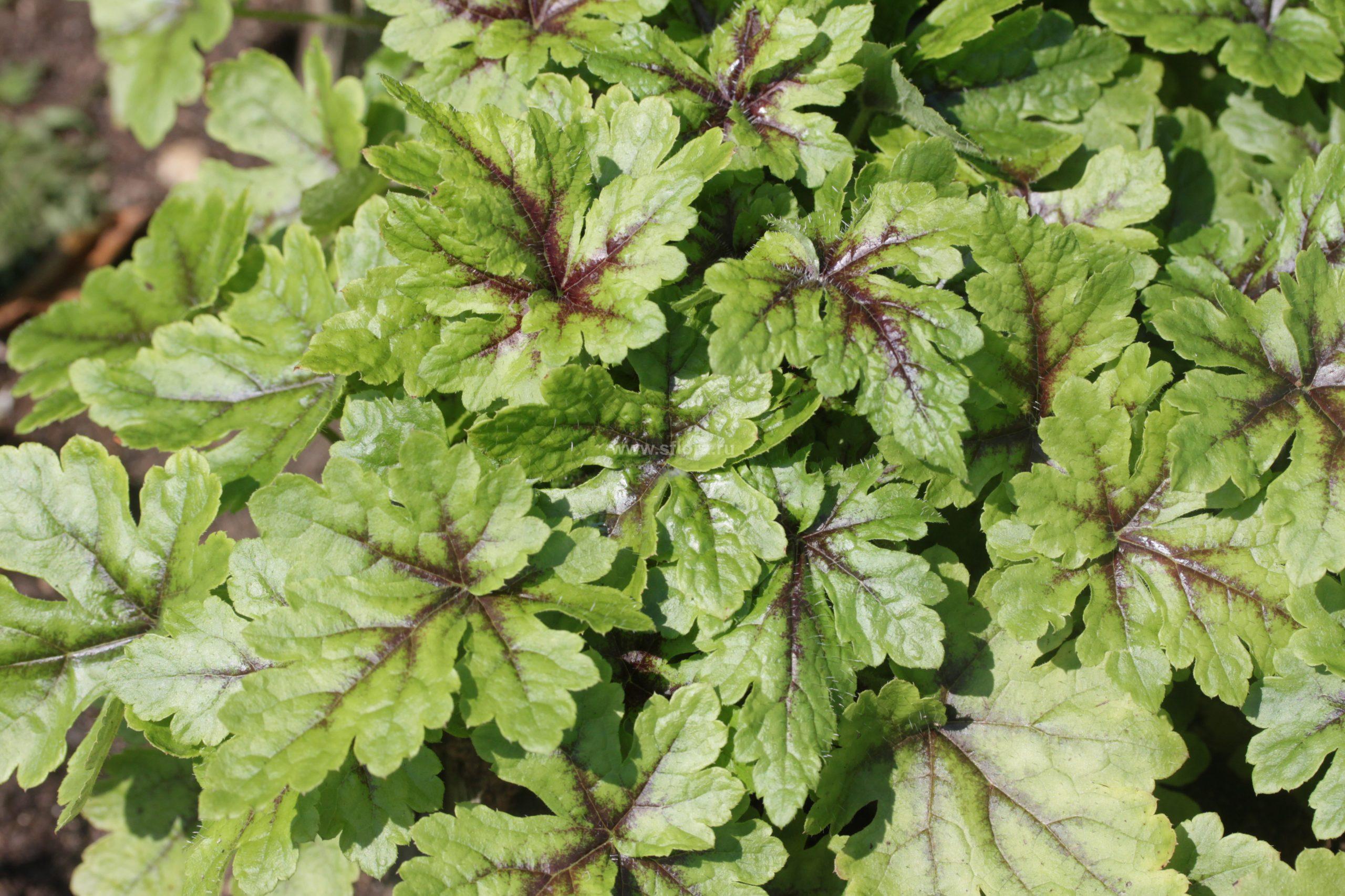 Безвкусница гибридная