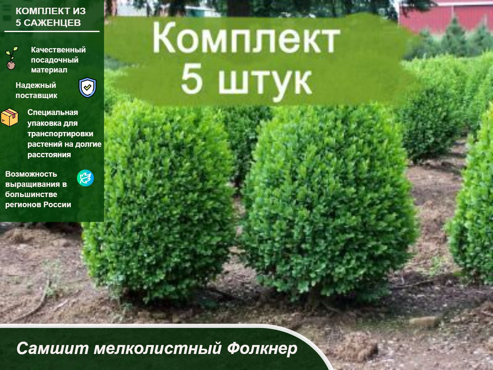 Самшит мелколистный