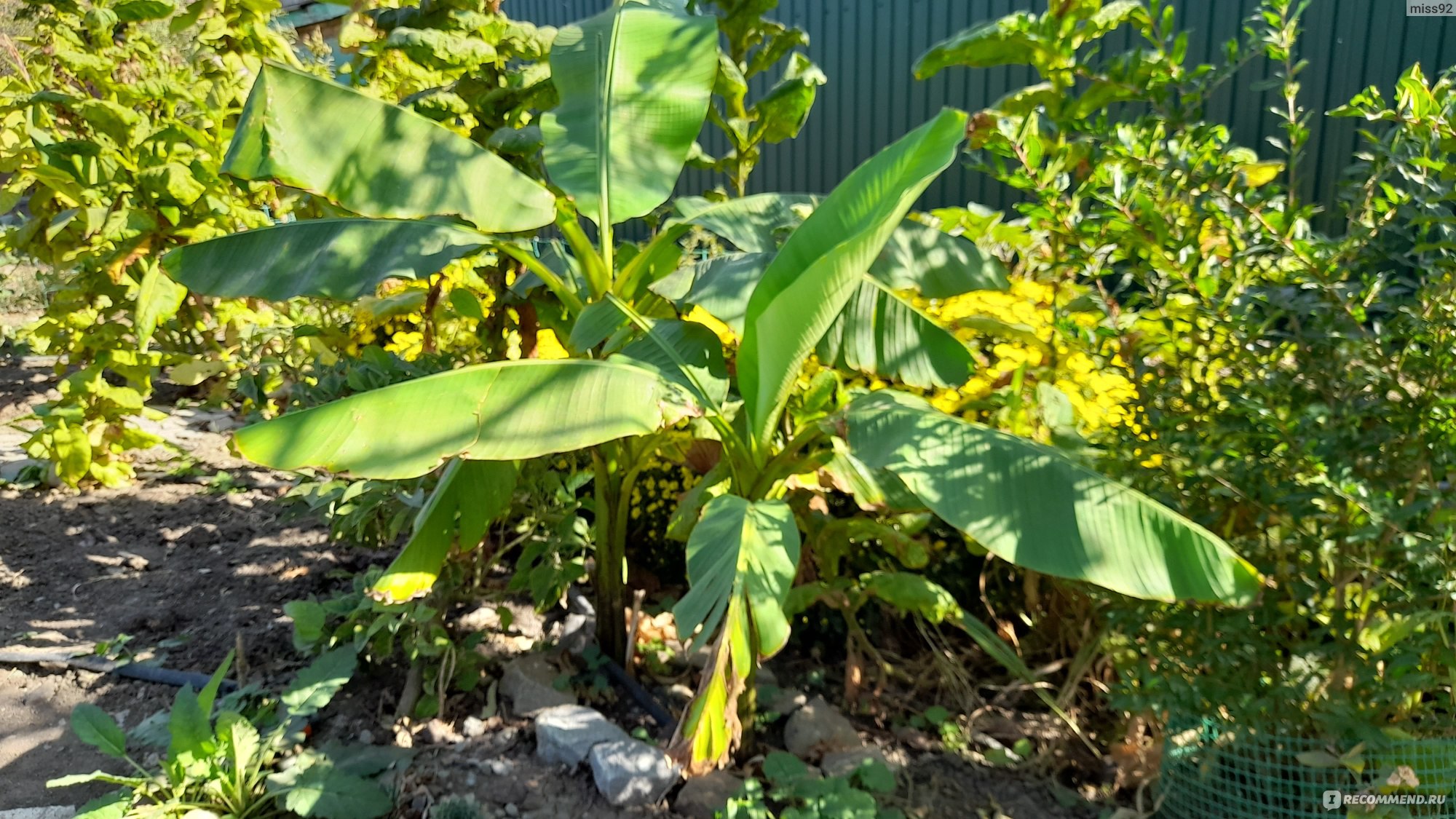 Банан японский Банан японский