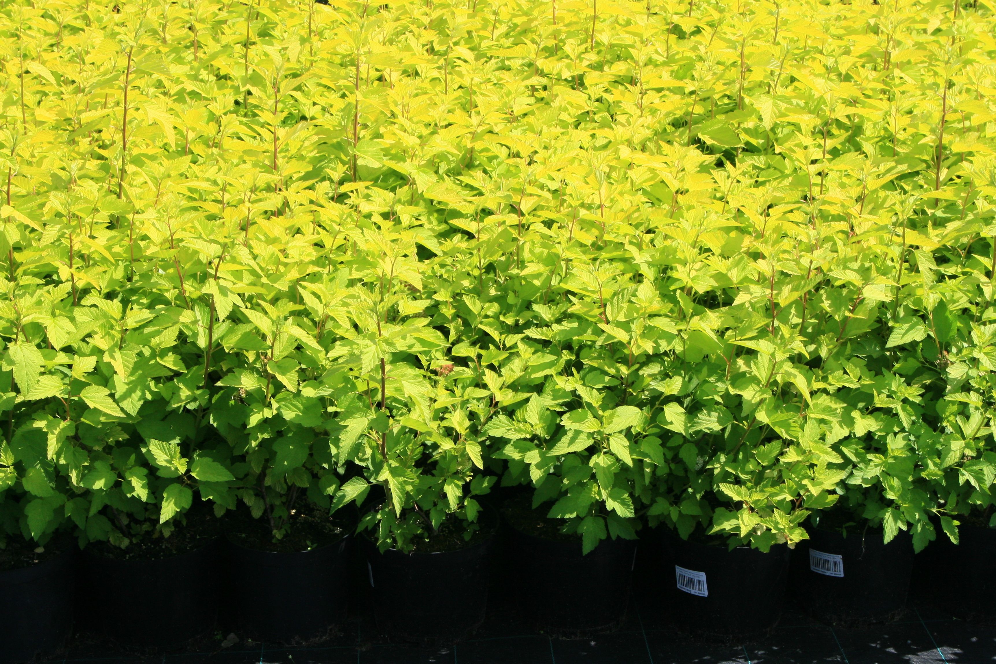 Пузыреплодник сизый