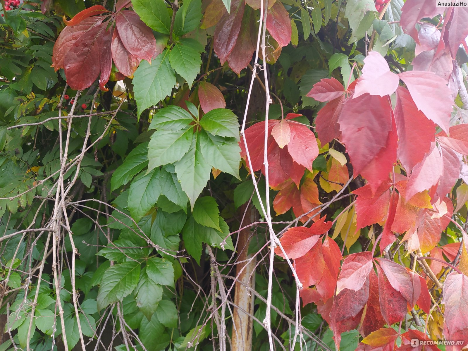 Девичий виноград Звездопад Девичий виноград Звездопад