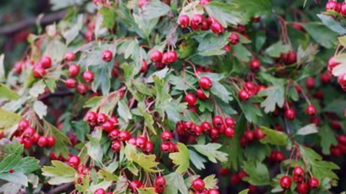 Боярышник петушья шпора