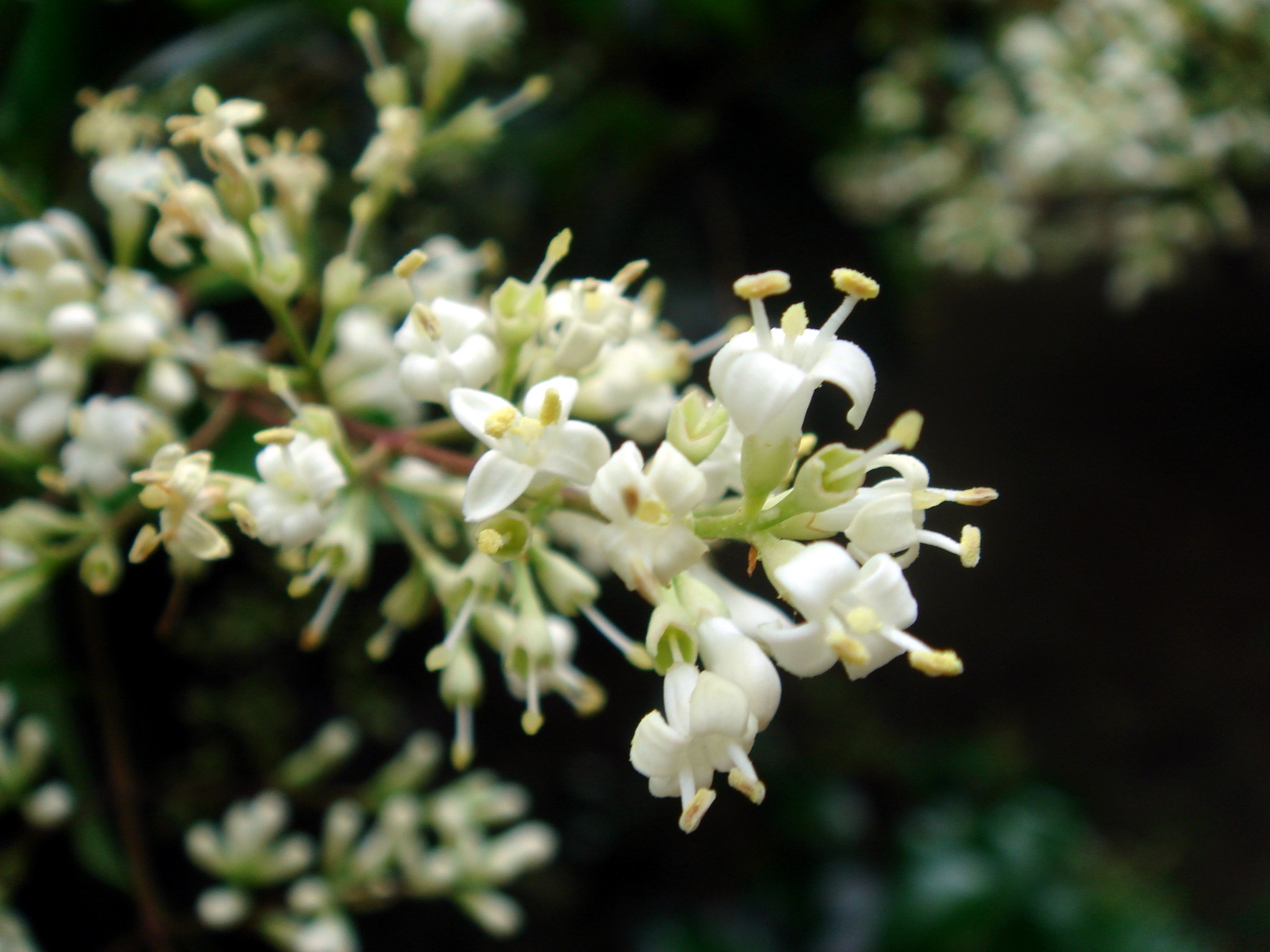 Бирючина японская Бирючина японская