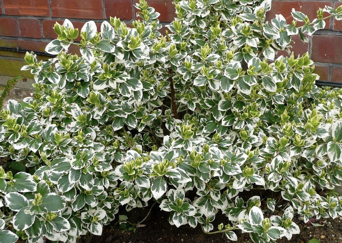 Бересклет Форчуна