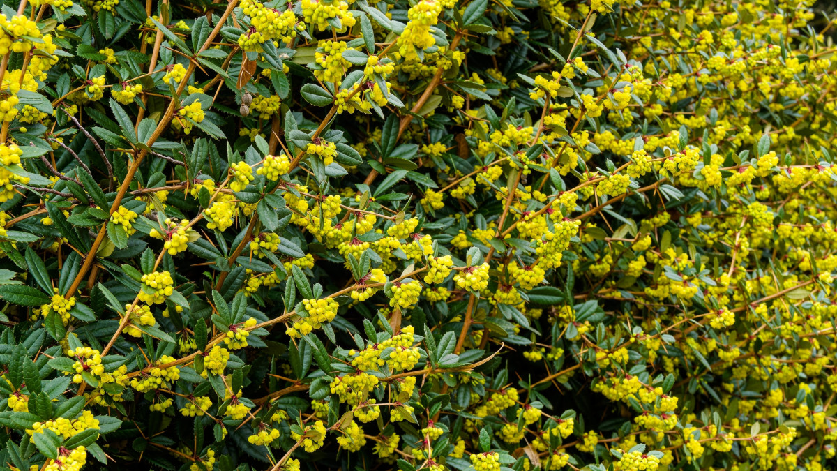 Барбарис Юлианы Барбарис Юлианы