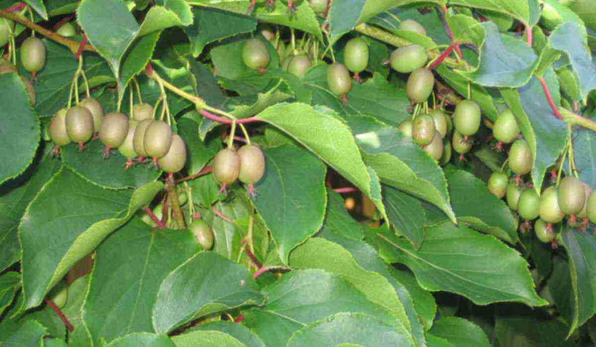 Актинидия китайская