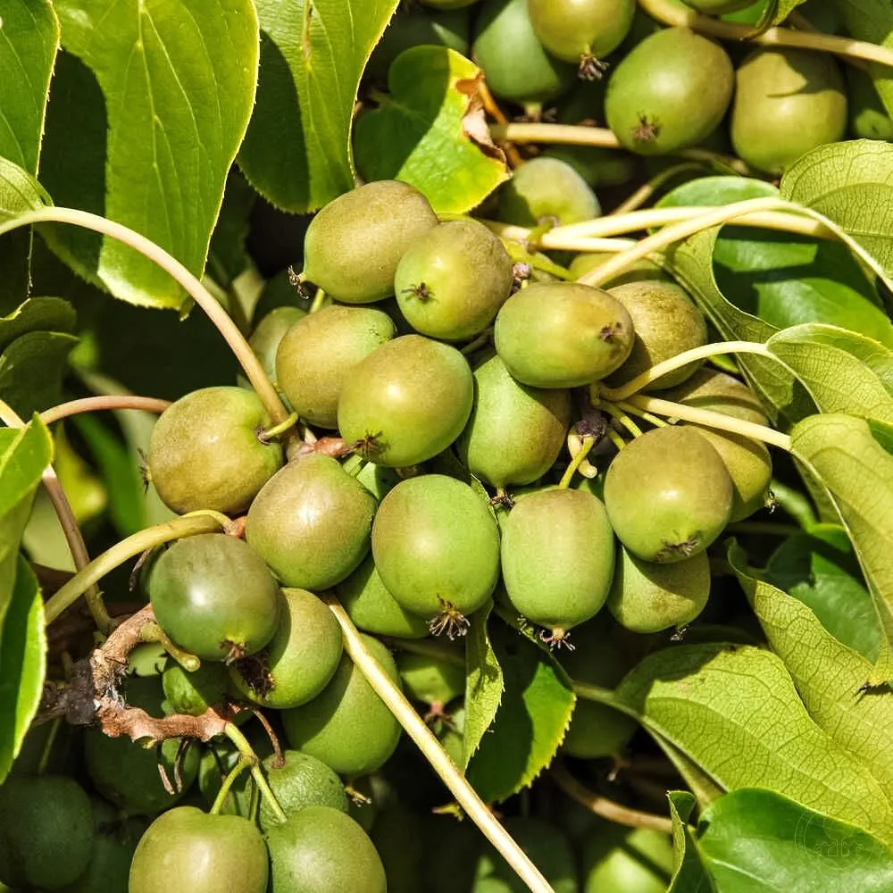 Актинидия Джиральда