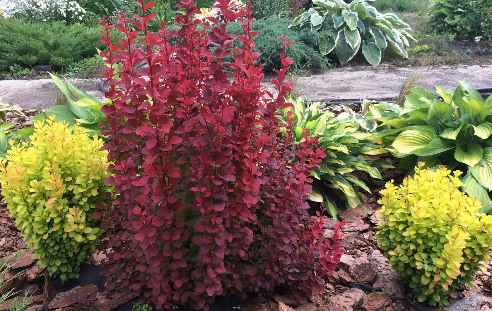 Барбарисовик Барбарисовик