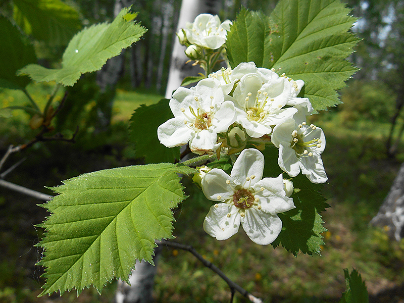 Боярышник мягковатый